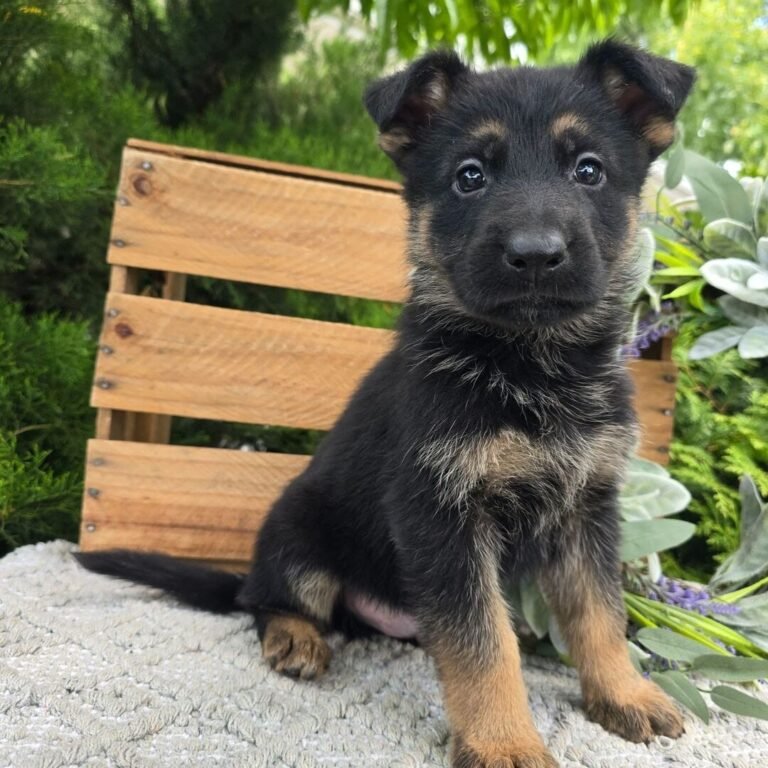 Cachorros en adopción