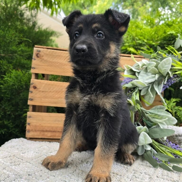 Cachorros para adopción