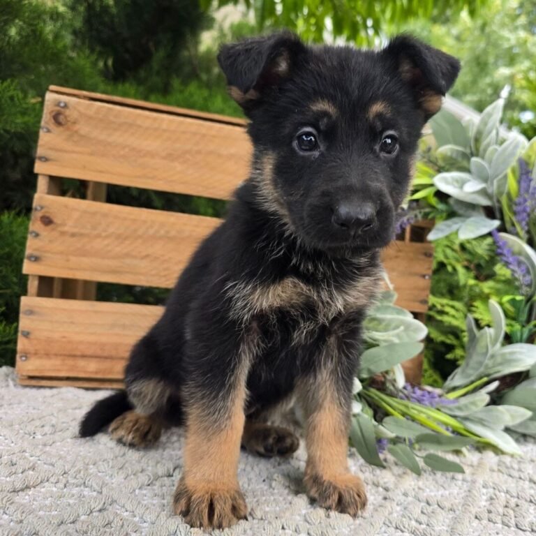 Cachorros para adopción