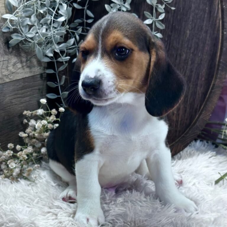 Cachorros para adopción