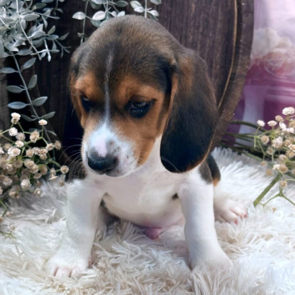 Cachorros en adopción online​