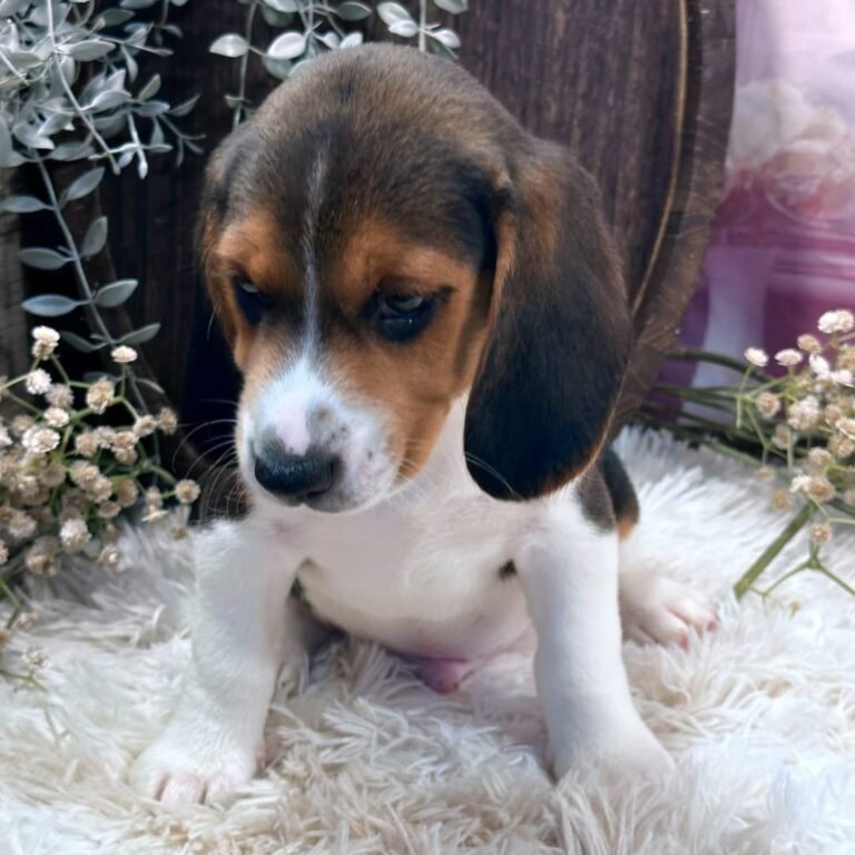 Cachorros en adopción online​