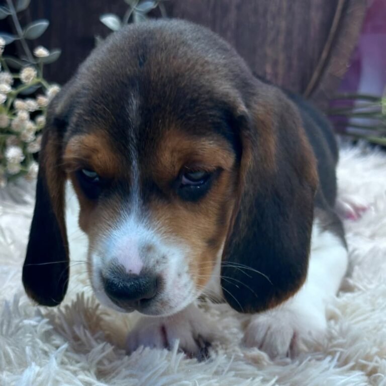 Cachorros para adopción