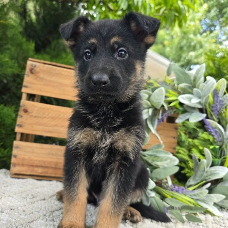Cachorros para adopción