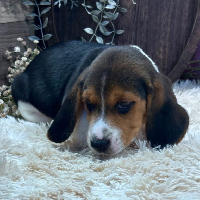 Cachorros para adopción