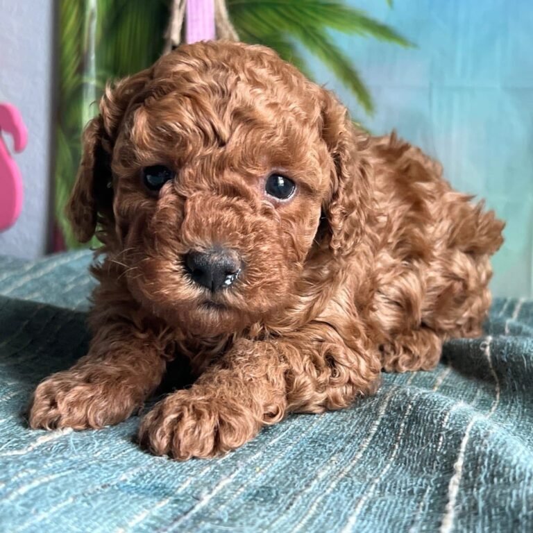 Cachorros para adopción