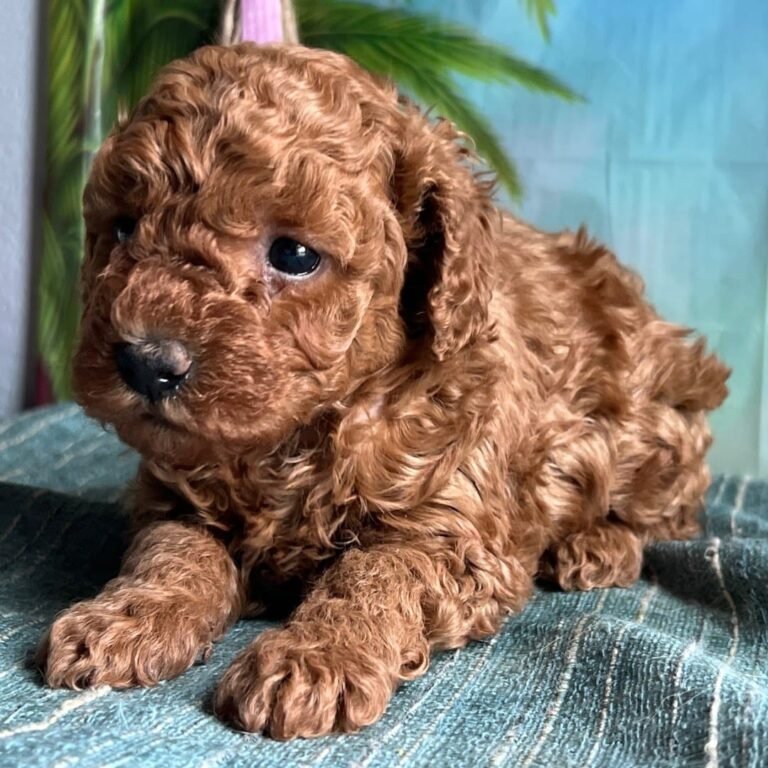 Cachorros para adopción
