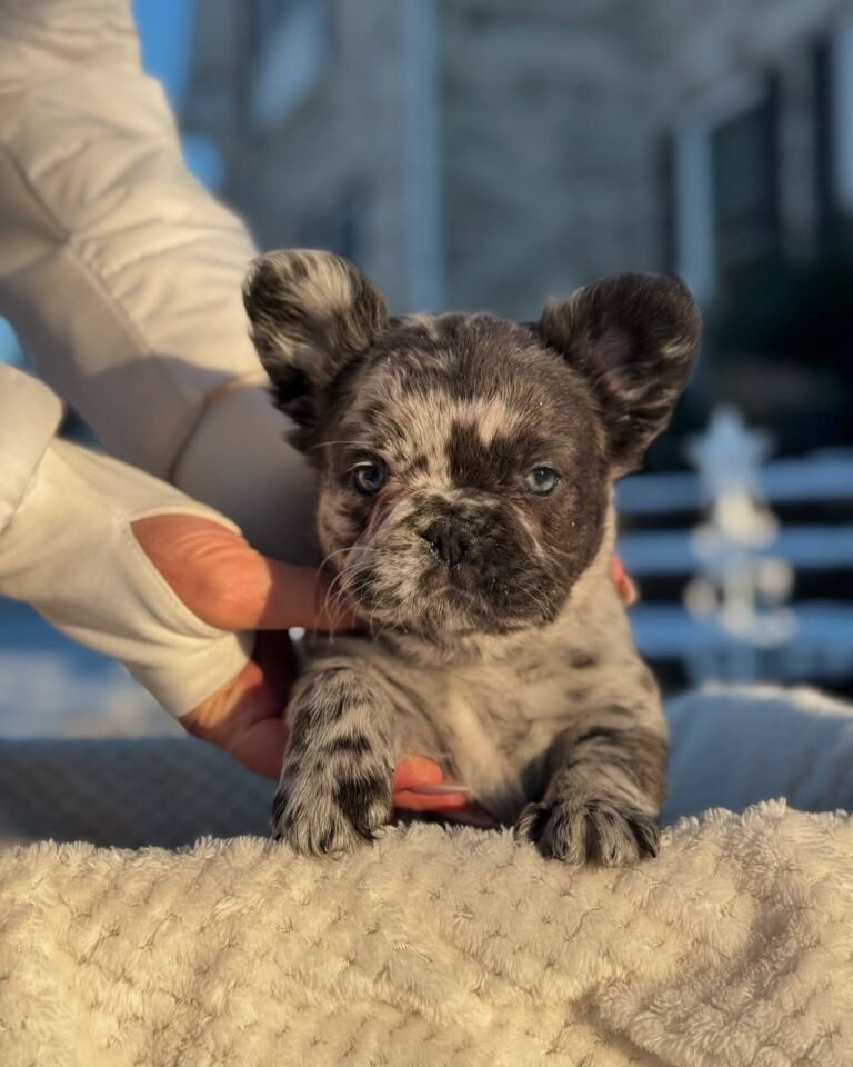 Cachorros para adopción