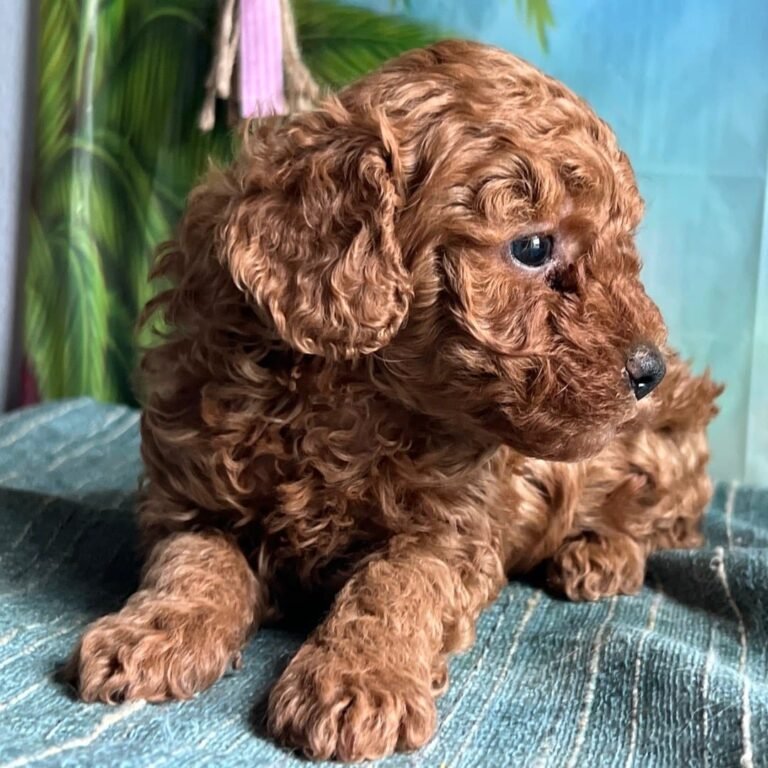 Cachorros para adopción
