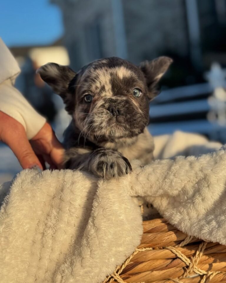 Cachorros para adopción