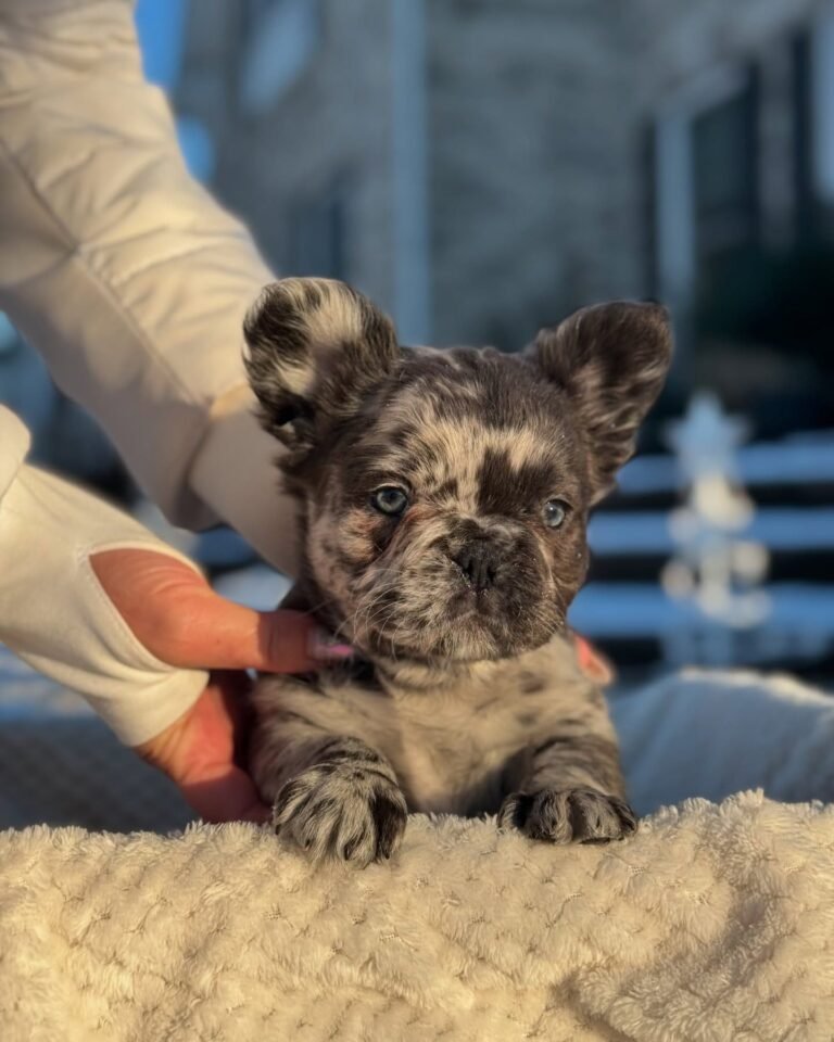 Cachorros para adopción