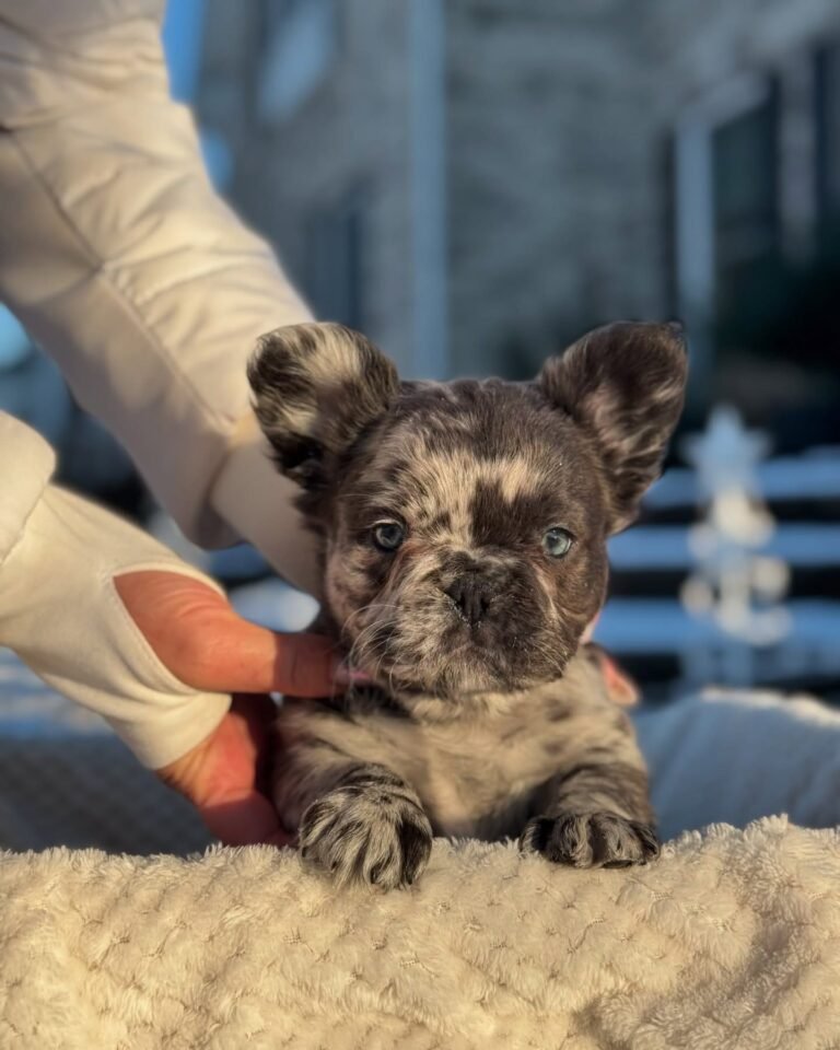 Cachorros para adopción