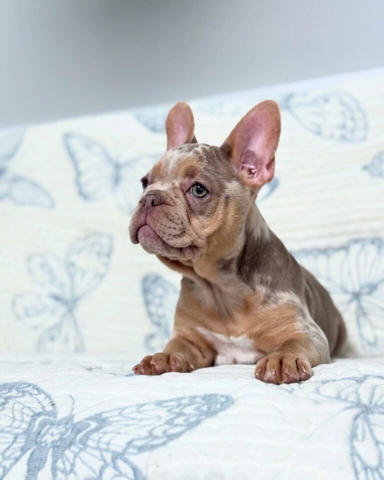 Cachorros para adopción Cachorros para adopción