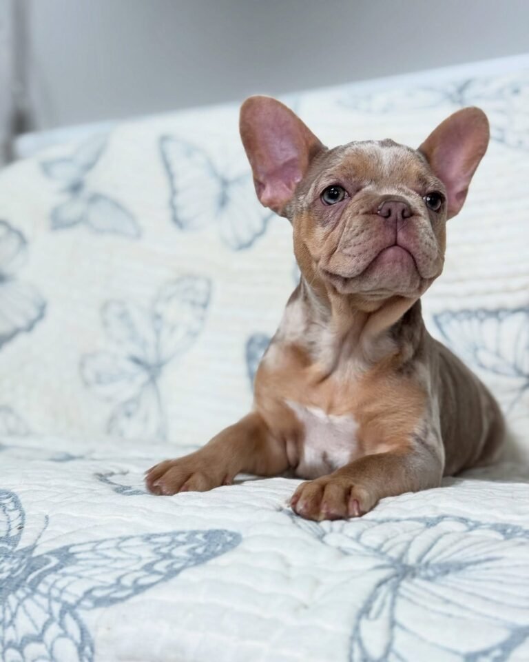 Cachorros para adopción Cachorros para adopción