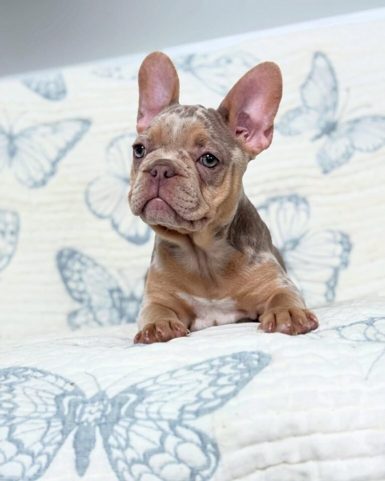 Cachorros para adopción Cachorros para adopción
