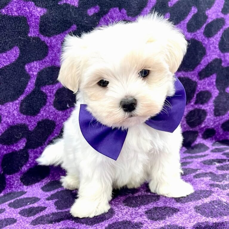Cachorros para adopción