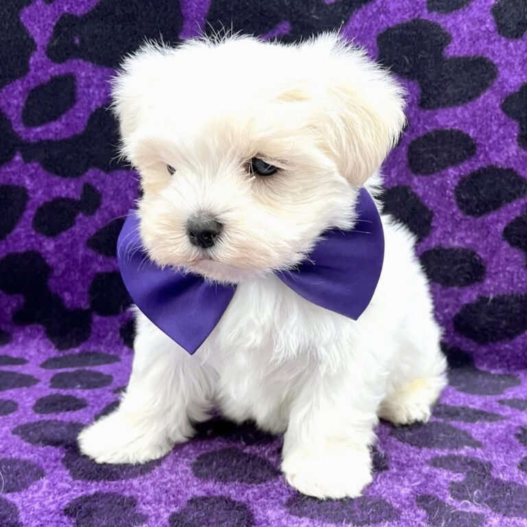 Cachorros para adopción