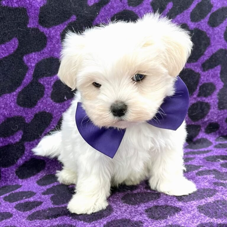 Cachorros para adopción