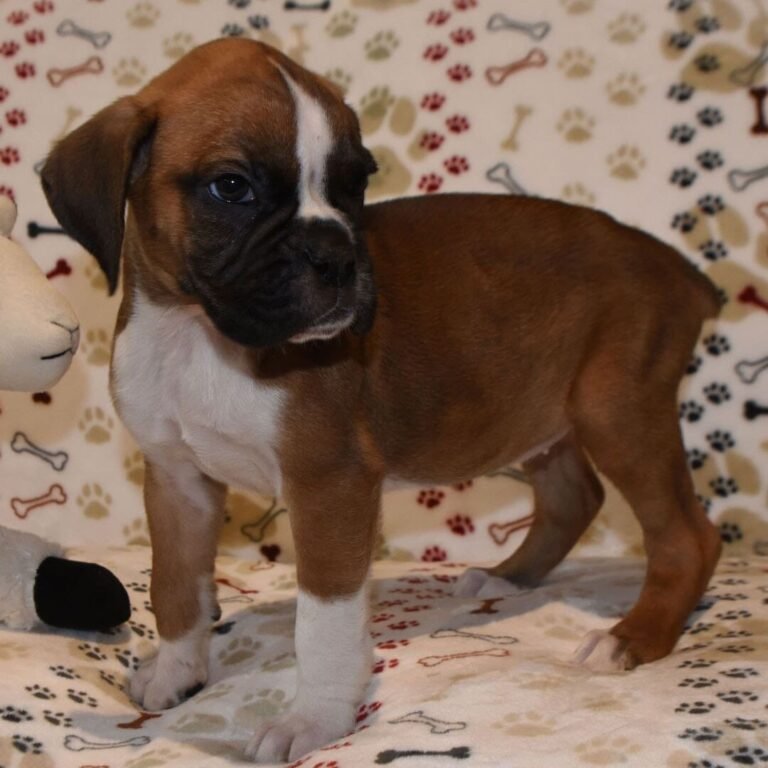 Cachorros para adopción