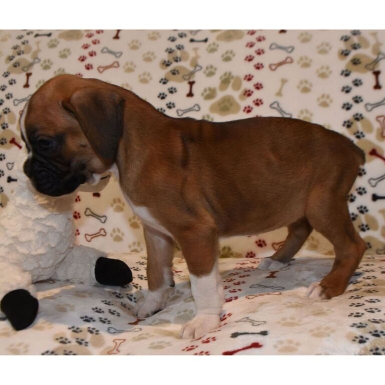 Cachorros para adopción