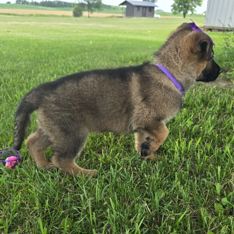 Cachorros para adopción