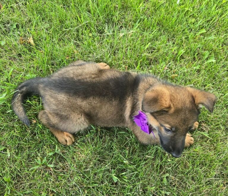 Cachorros para adopción