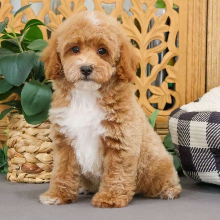 Cachorros para adopción