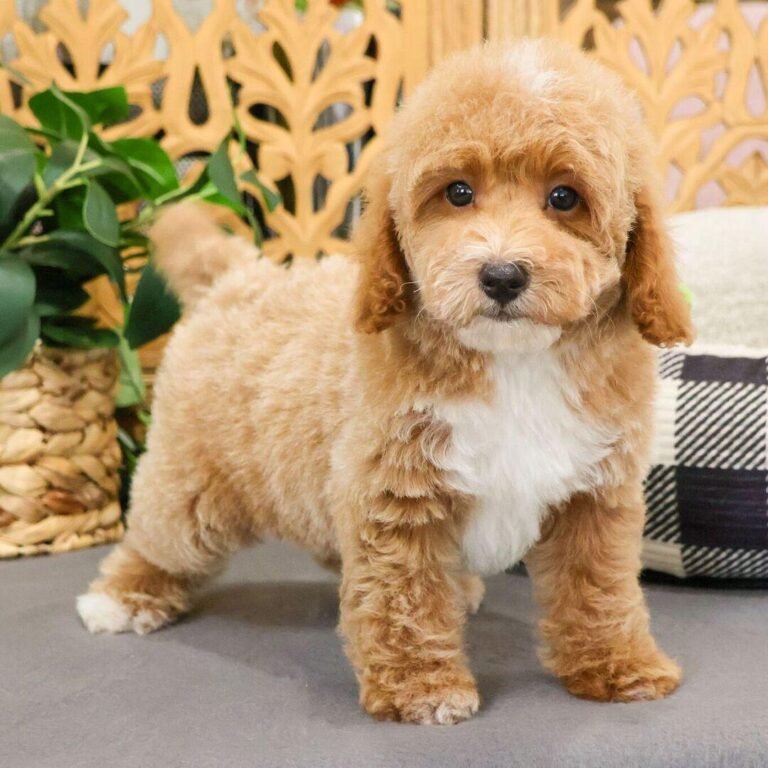 Cachorros para adopción