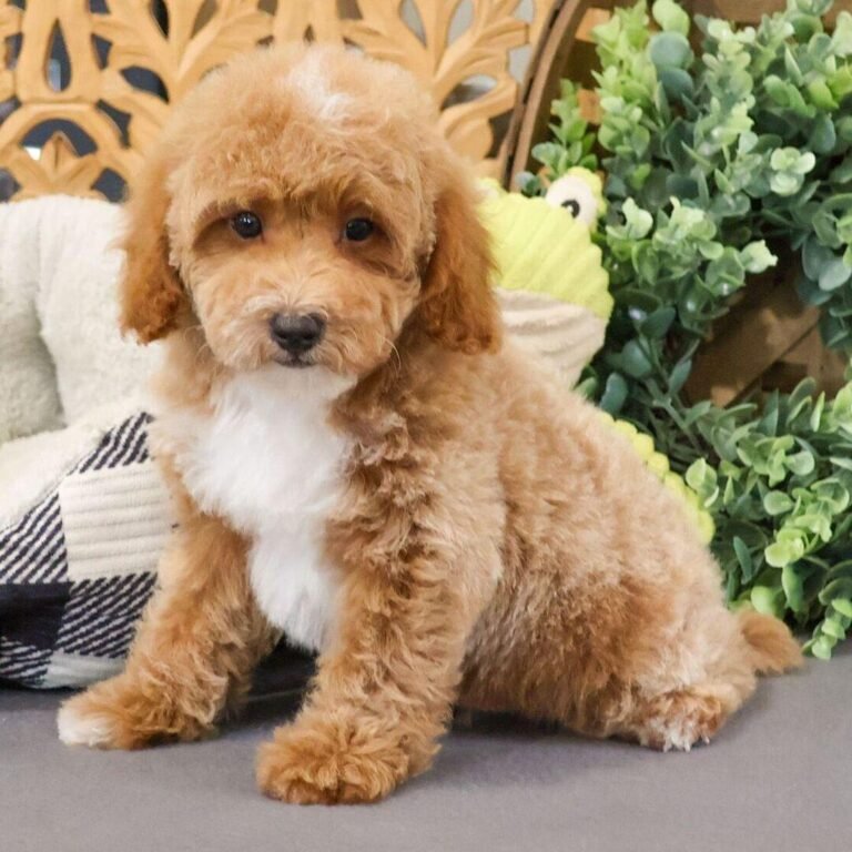 Cachorros para adopción