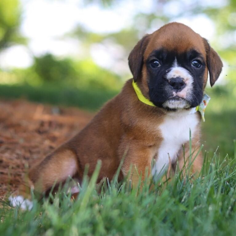 Cachorros para adopción