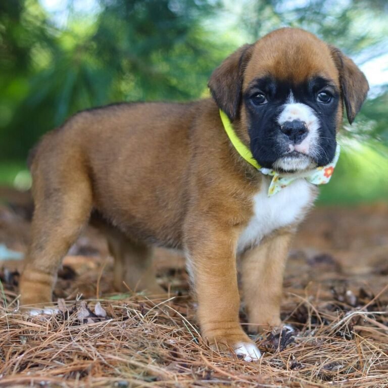 Cachorros para adopción