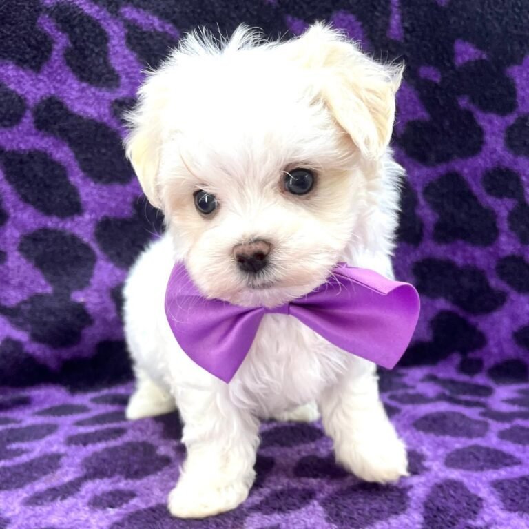 Cachorros para adopción Cachorros para adopción