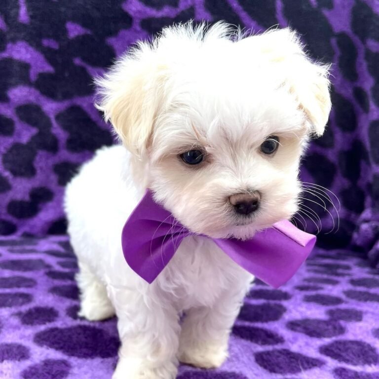 Cachorros para adopción Cachorros para adopción