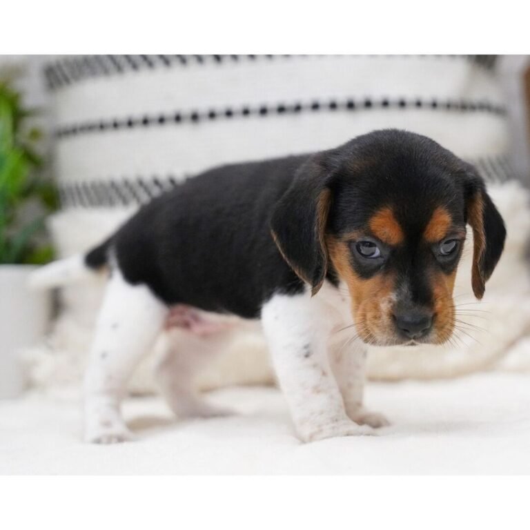 Cachorros para adopción Cachorros en adopción cerca de mí