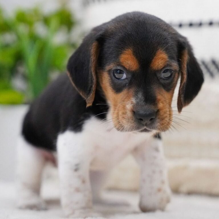 Cachorros para adopción Cachorros para adopción