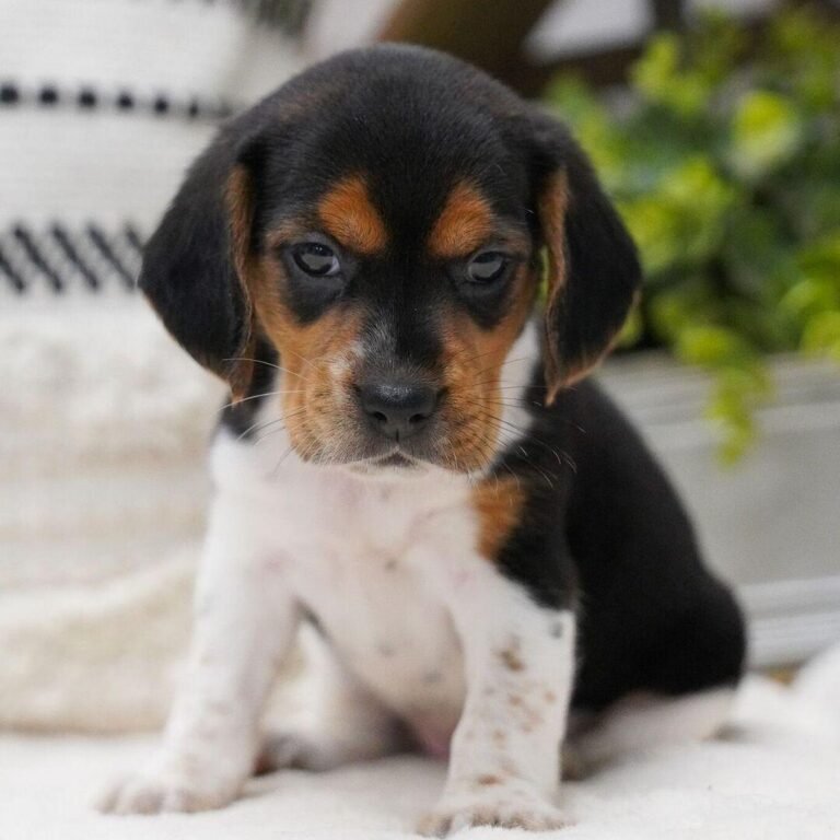 Cachorros para adopción Cachorros para adopción