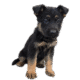 Cachorros para adopción