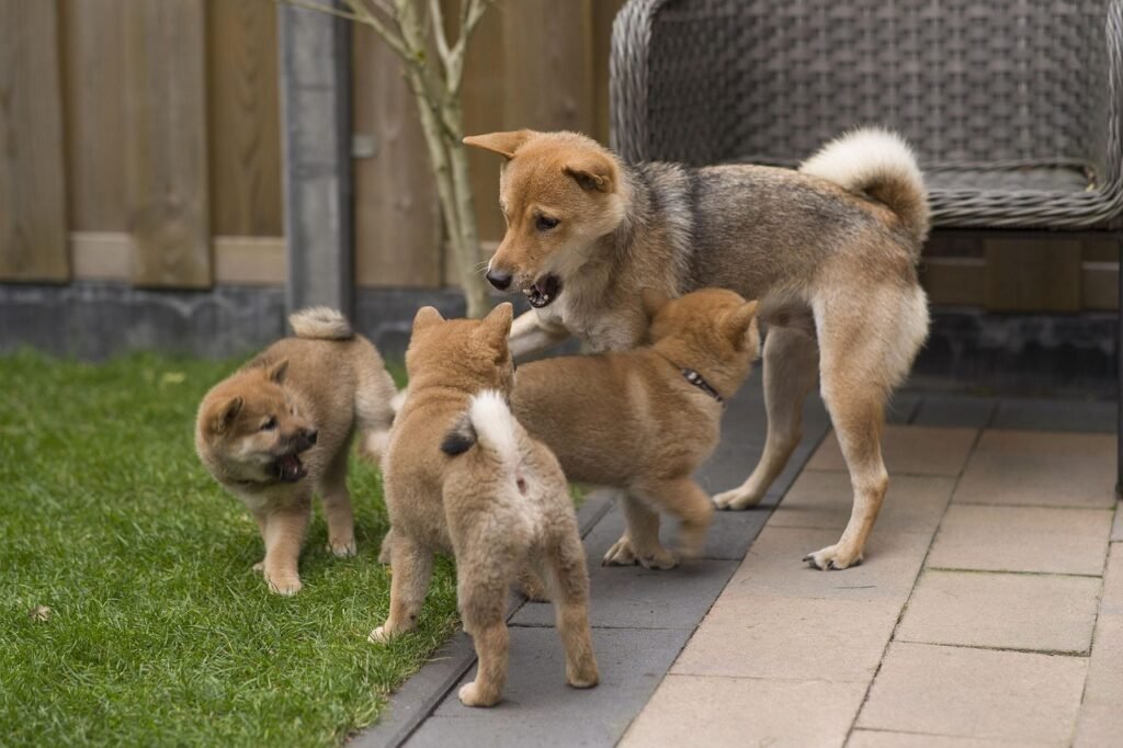 Cachorros para adopción Cachorros en adopción